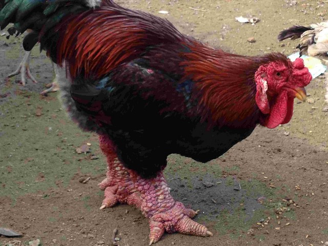 Phân biệt gà Đông Tảo thuần chủng với gà Đông Tảo lai