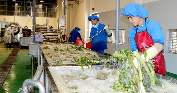 Công nghiệp chế biến dược liệu có vai trò quan trọng để bảo toàn các hoạt  chất