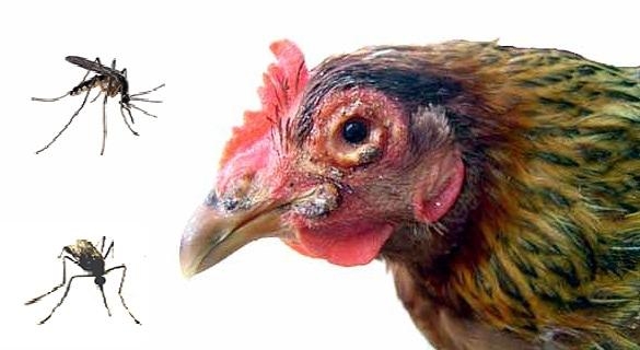 Dấu hiệu và các phòng chống bệnh đậu gà - Fowl pox